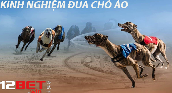 Kinh nghiệm đua chó ảo 12Bet Kinh nghiệm đua chó ảo 12Bet
